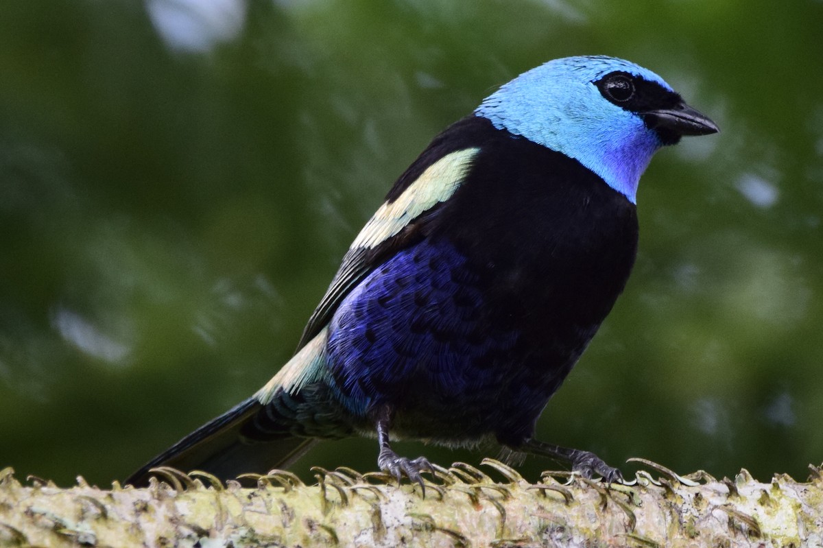 Blue-necked Tanager - ML562155951