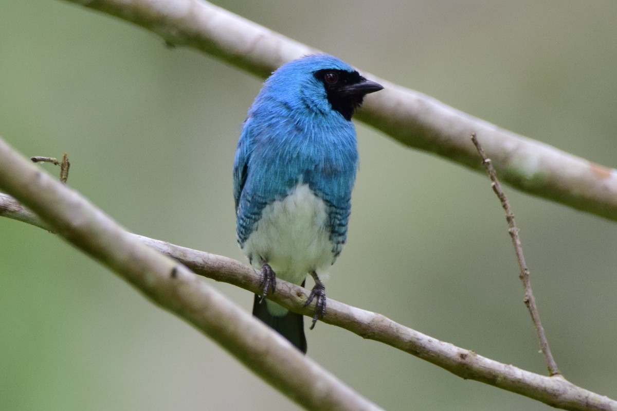 Swallow Tanager - ML562156041