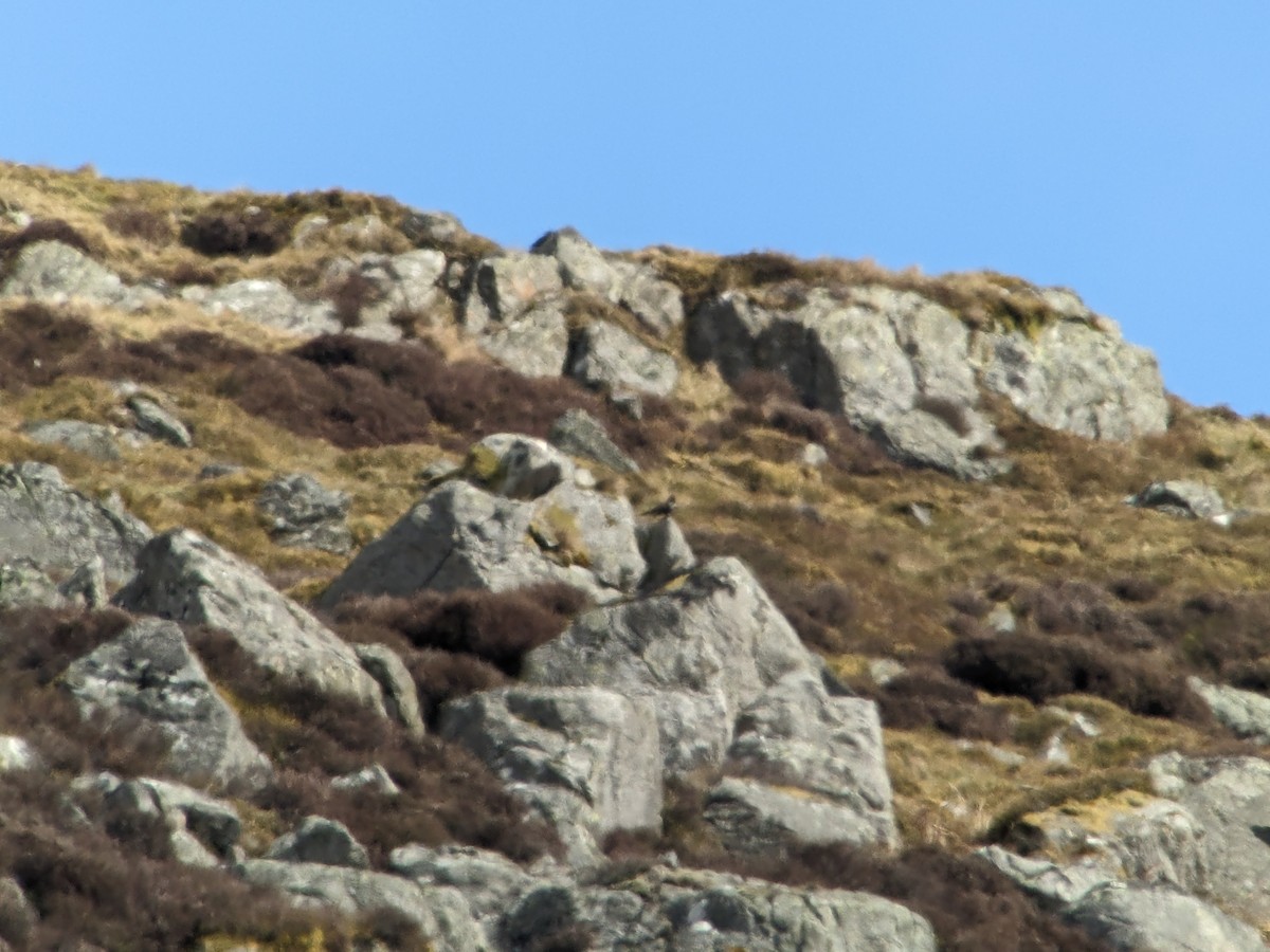 Ring Ouzel (Northern) - ML562158031
