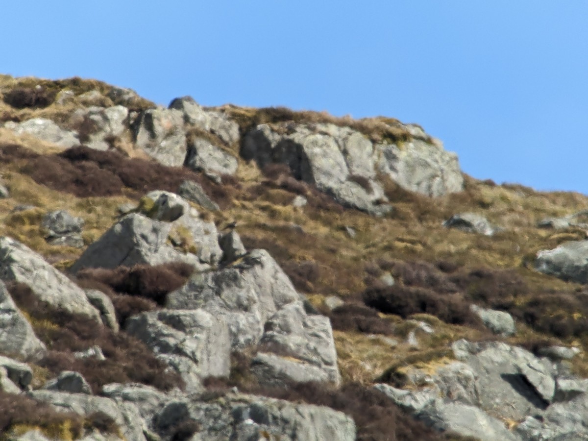 Ring Ouzel (Northern) - ML562158041