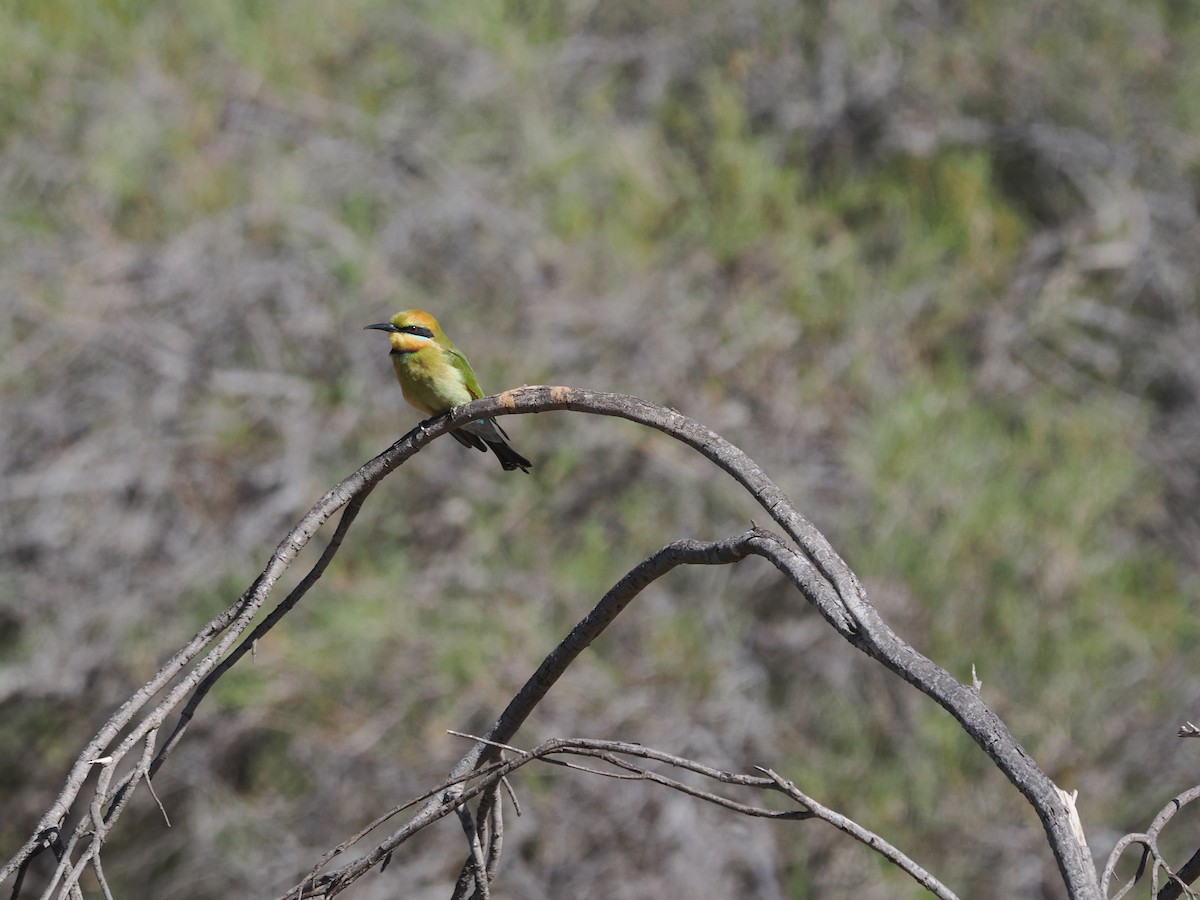 Rainbow Bee-eater - ML562158351
