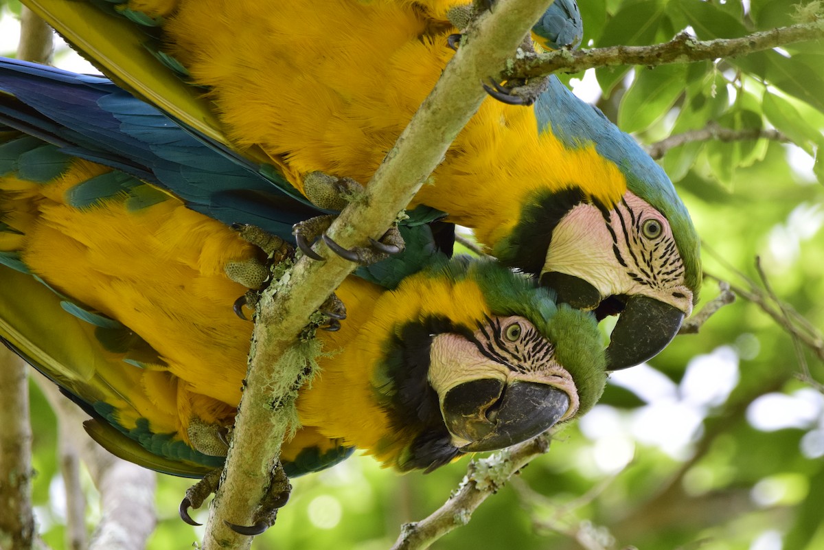 Blue-and-yellow Macaw - ML562158421