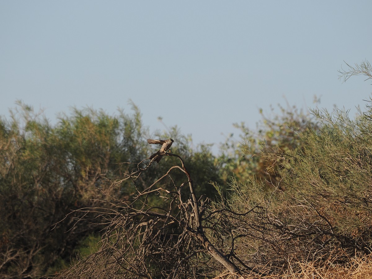 Collared Sparrowhawk - ML562159591