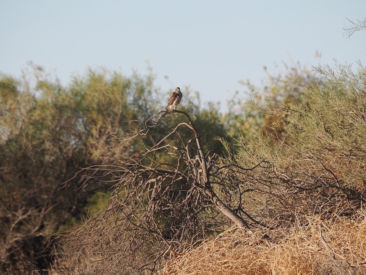 Collared Sparrowhawk - ML562159601