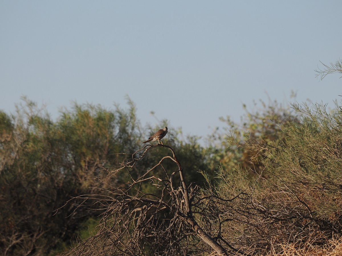 Collared Sparrowhawk - ML562159621