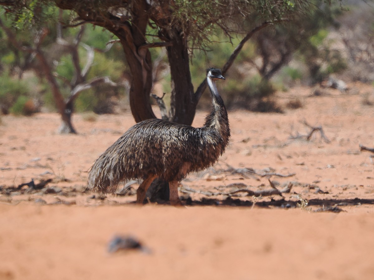emu hnědý - ML562161341