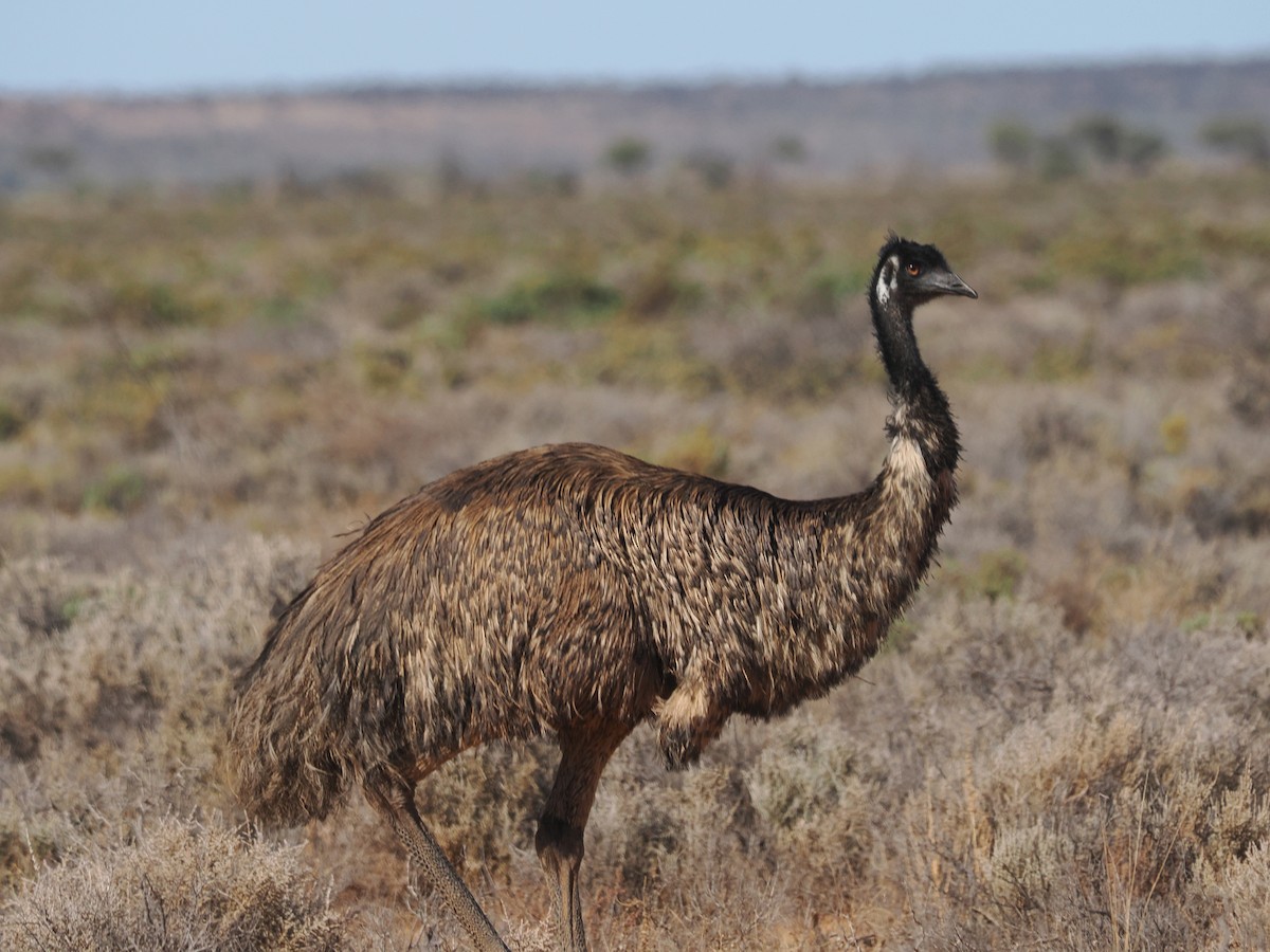 emu hnědý - ML562162121