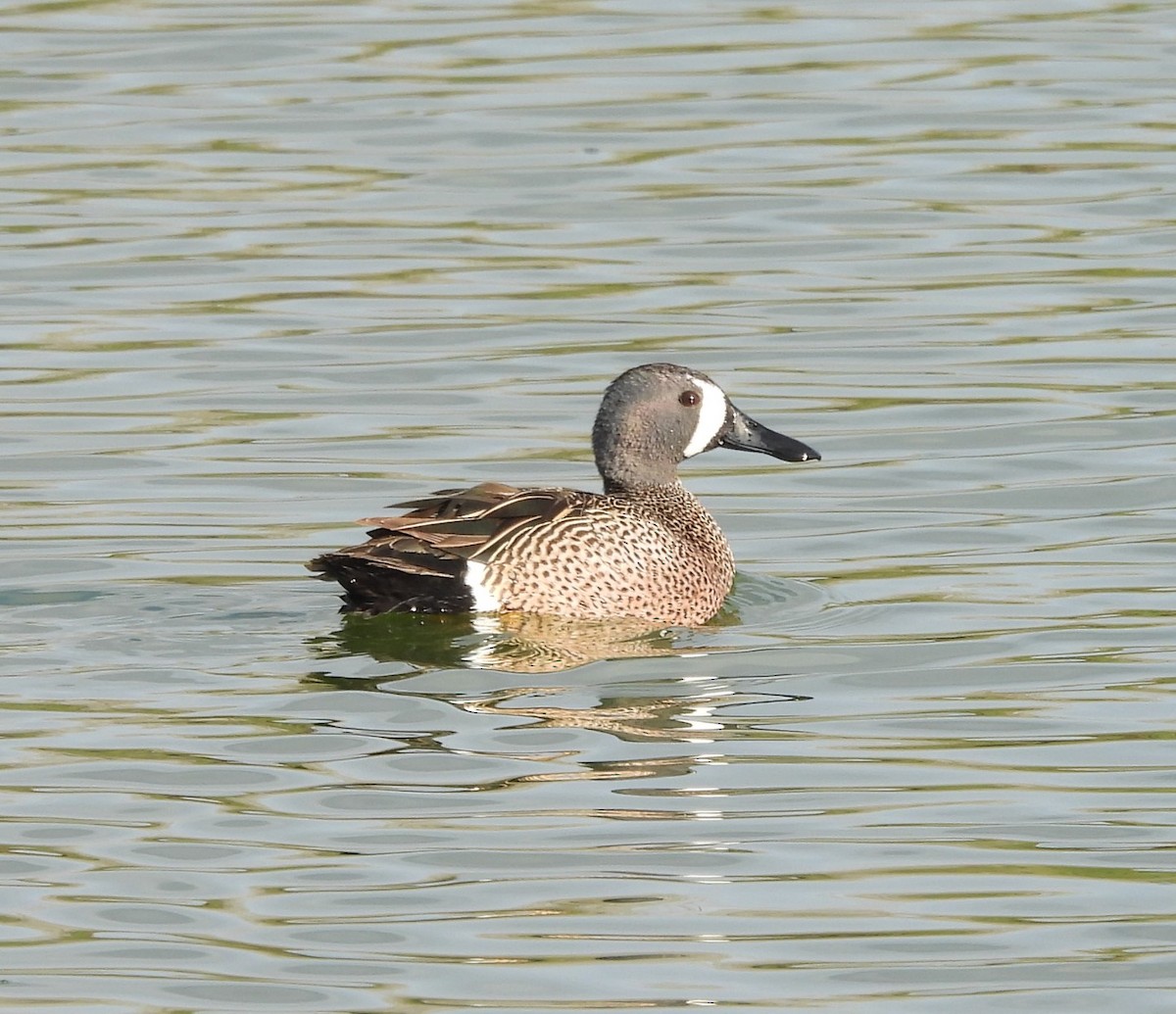 Blue-winged Teal - ML562167811