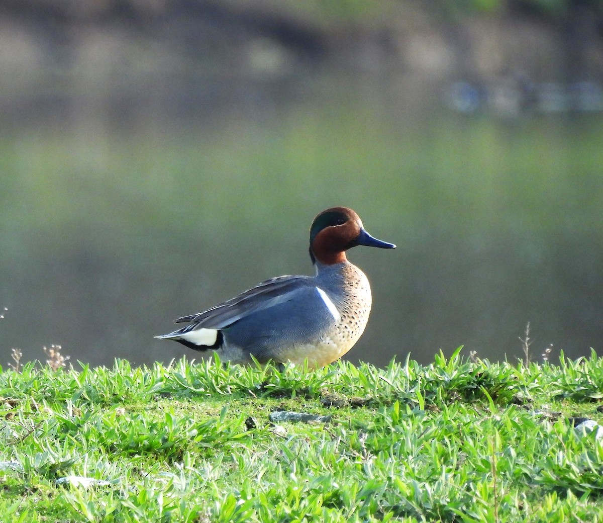 Green-winged Teal - ML562168061