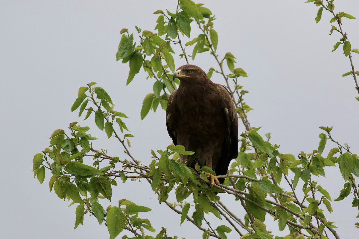 Lesser Spotted Eagle - ML562169721