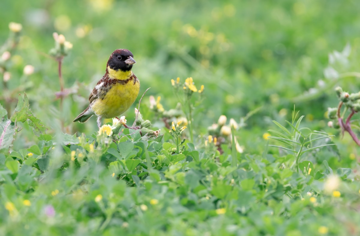 Yellow-breasted Bunting - ML562173211