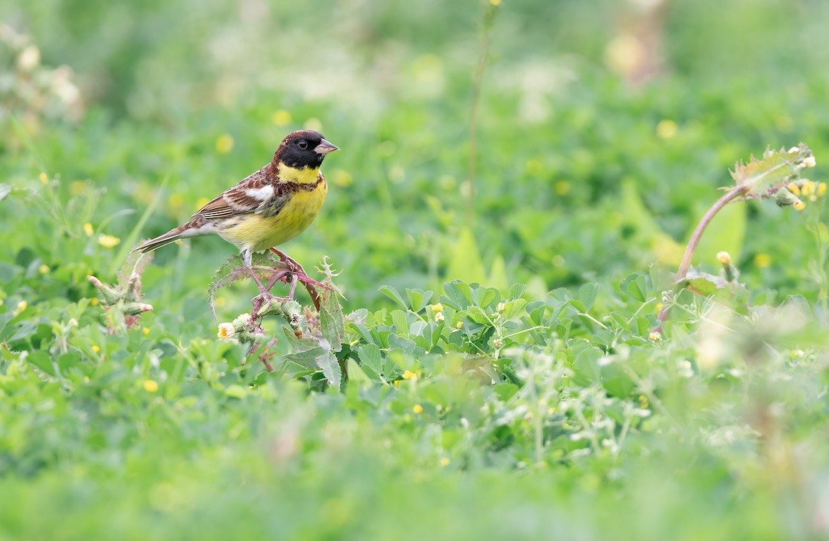 Yellow-breasted Bunting - ML562173221