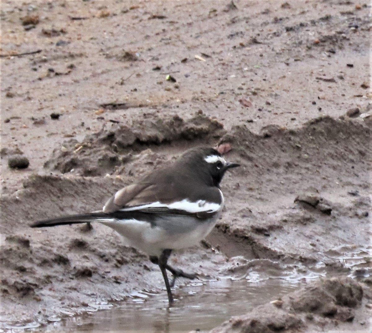 White-browed Wagtail - ML562178851