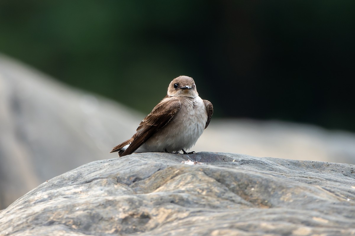 Northern Rough-winged Swallow - David Kidwell