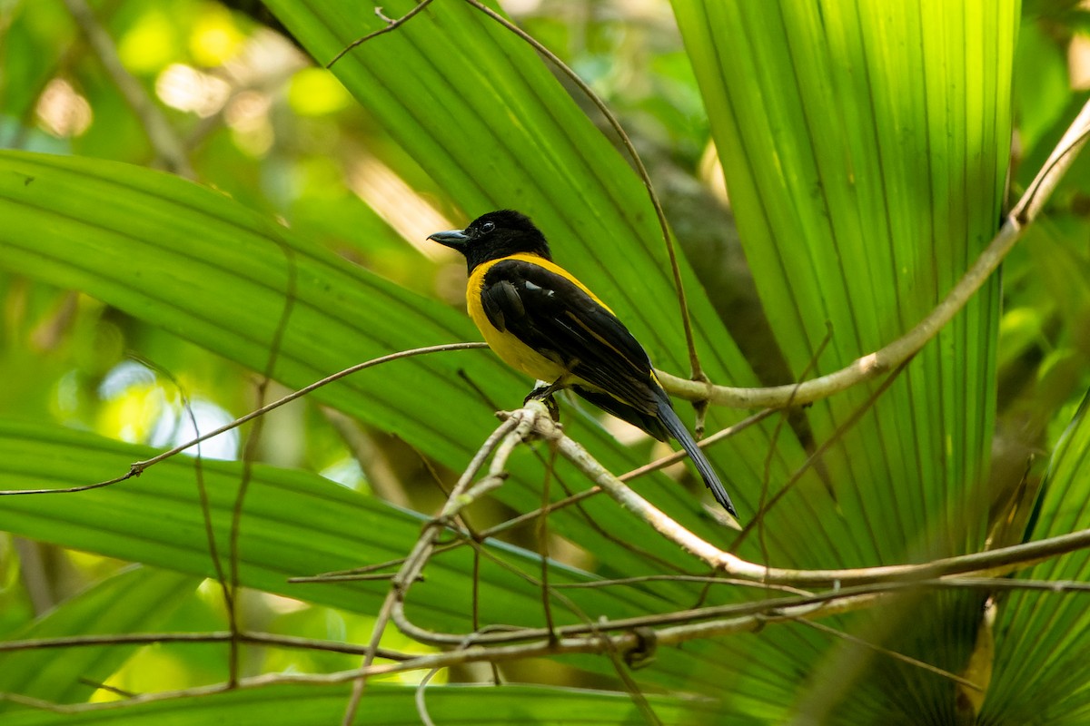Black-throated Shrike-Tanager - David Kidwell