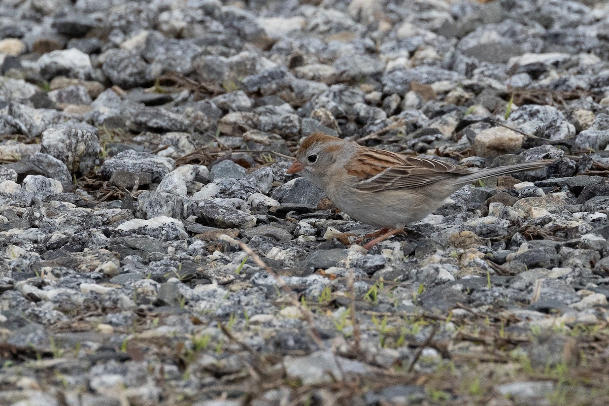 Field Sparrow - ML562180381