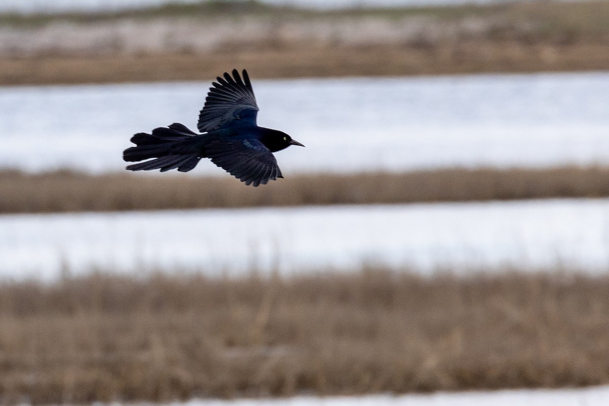 Boat-tailed Grackle - ML562180411
