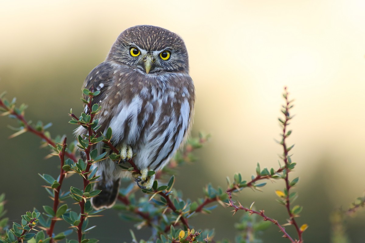 Austral Pygmy-Owl - Angus Pritchard