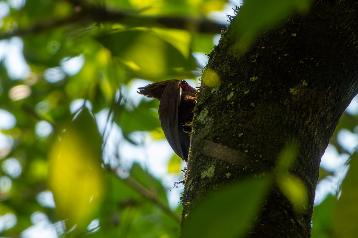 Chestnut-colored Woodpecker - ML562185231