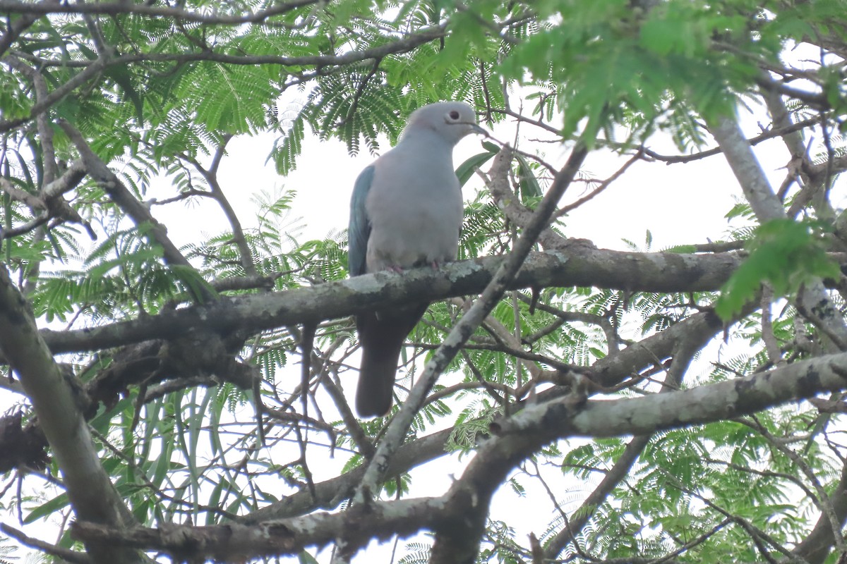 Green Imperial-Pigeon - ML562185491