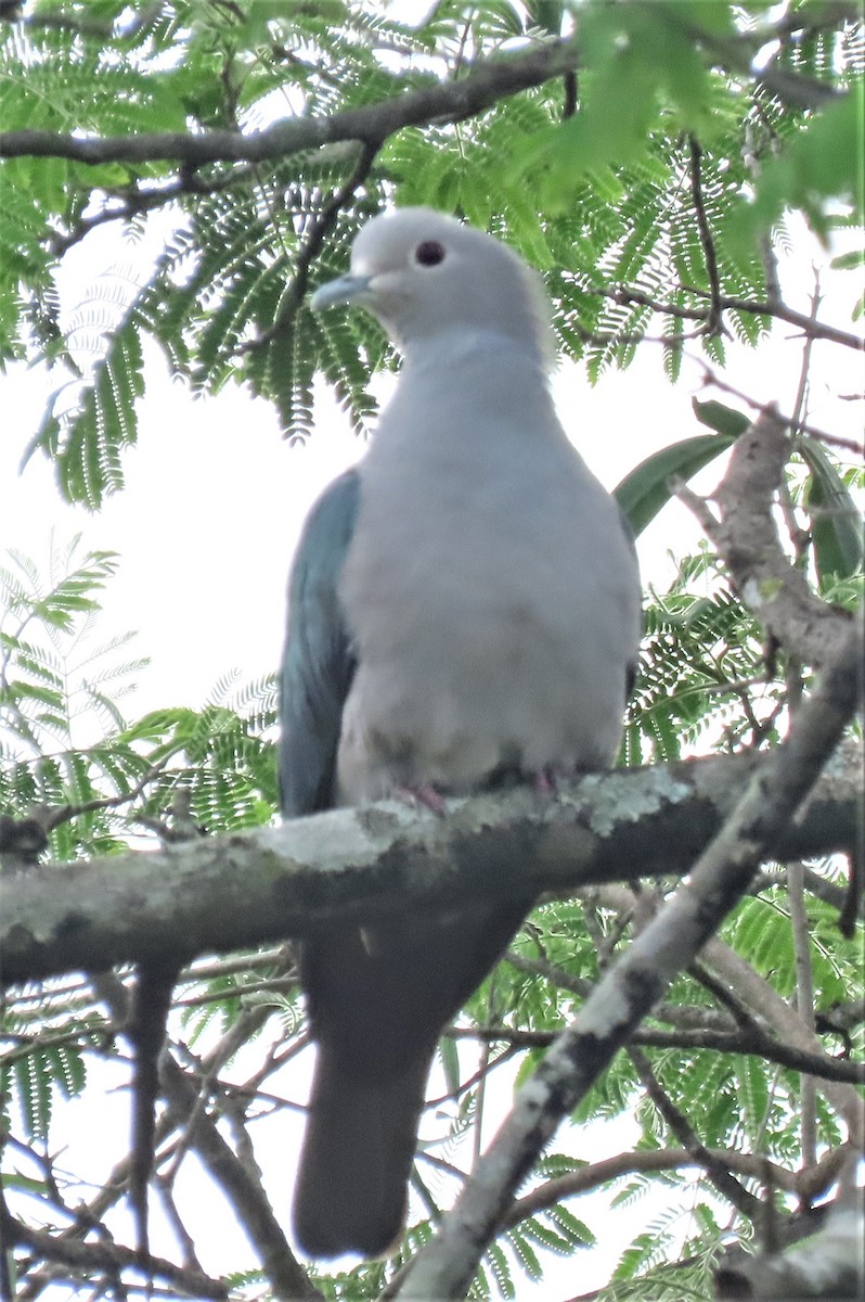 Green Imperial-Pigeon - ML562185801