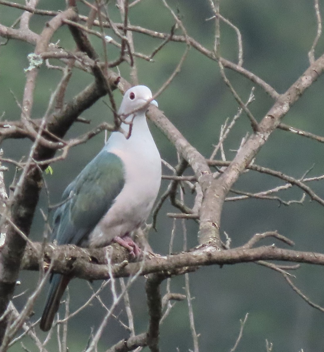 Green Imperial-Pigeon - ML562186601