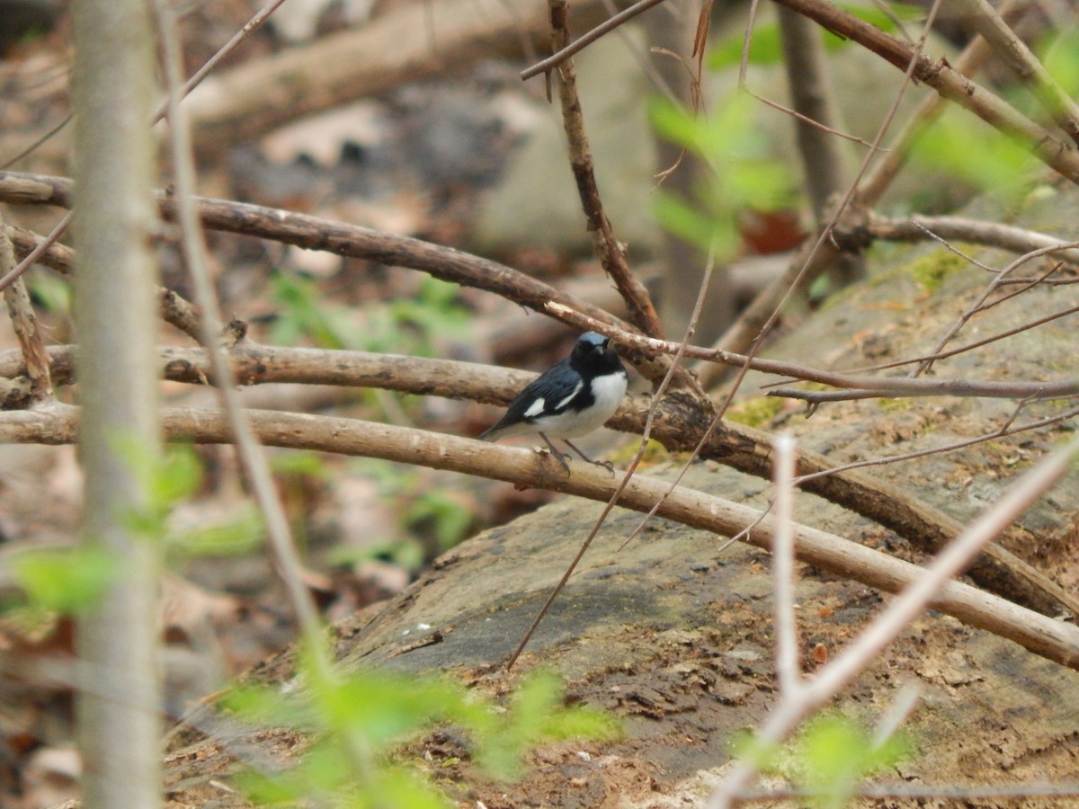 Black-throated Blue Warbler - ML56218741