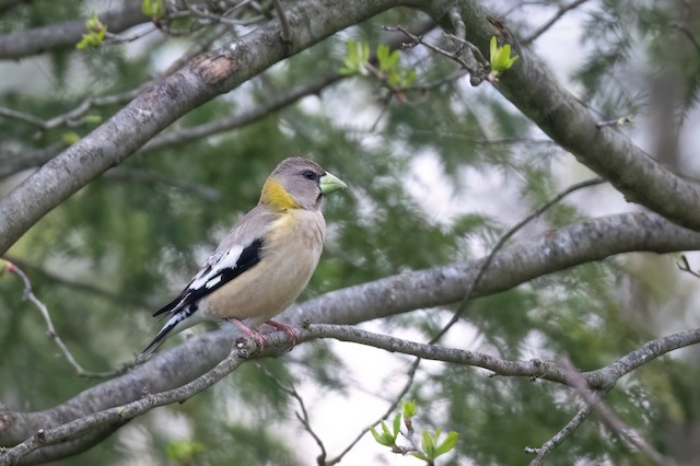 Evening Grosbeak