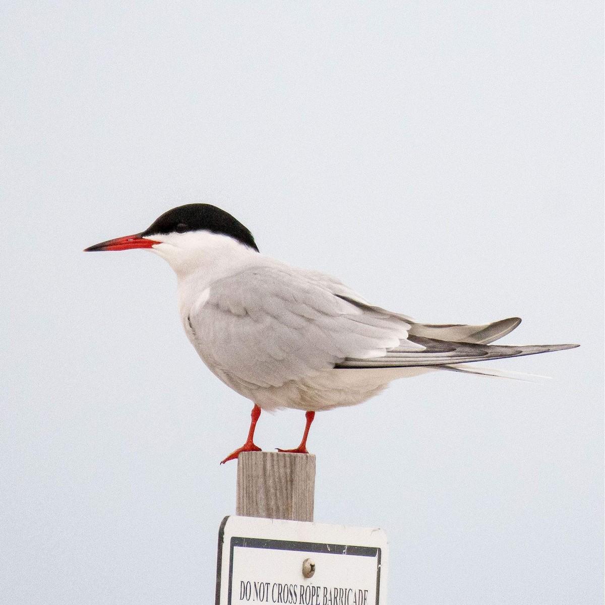 Common Tern - Liling Warren