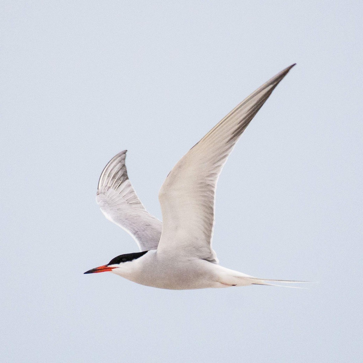 Common Tern - ML562191851