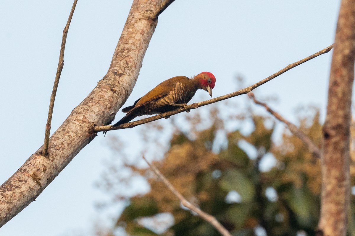 Rufous-winged Woodpecker - ML562193721