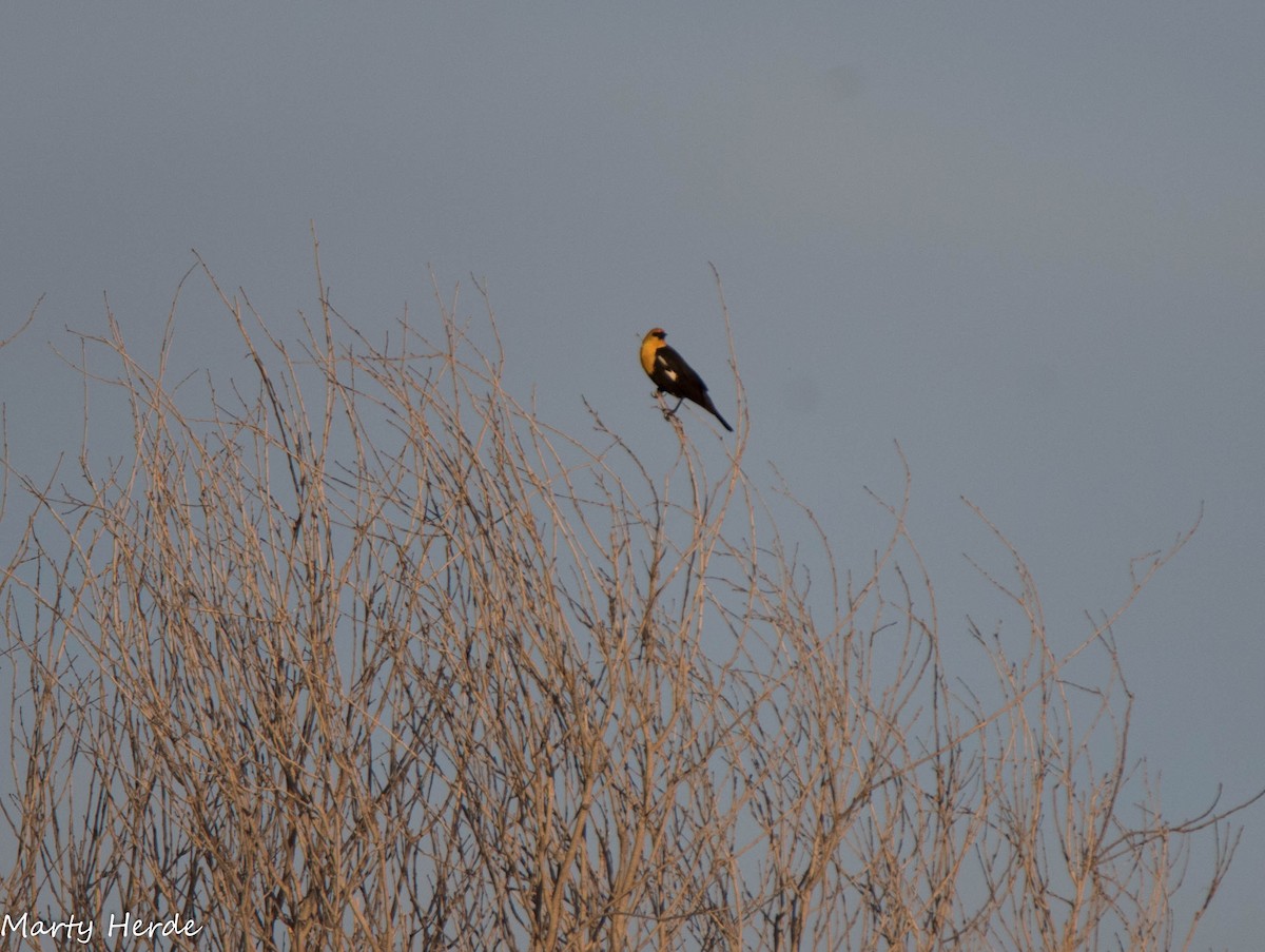Yellow-headed Blackbird - Marty Herde