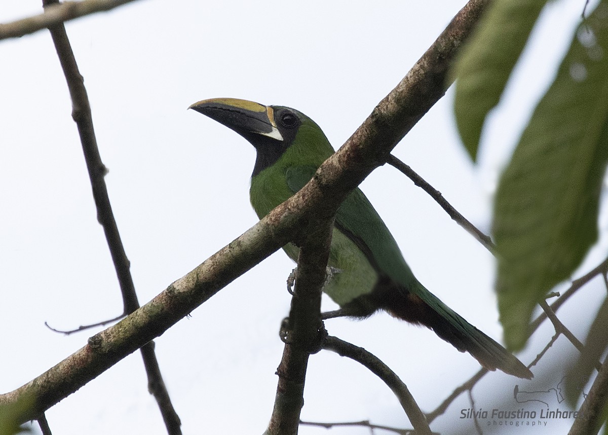 Southern Emerald-Toucanet (Black-throated) - Silvia Faustino Linhares