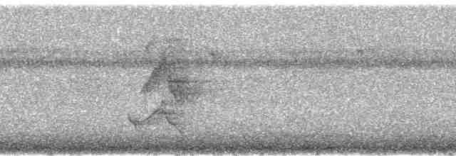Палауская веерохвостка - ML5622