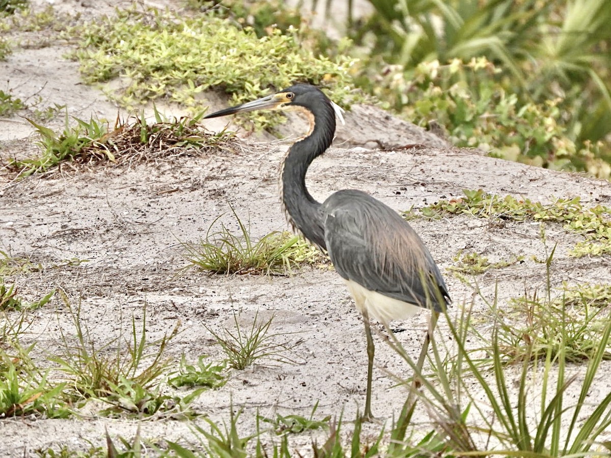 Tricolored Heron - Lois Rockhill