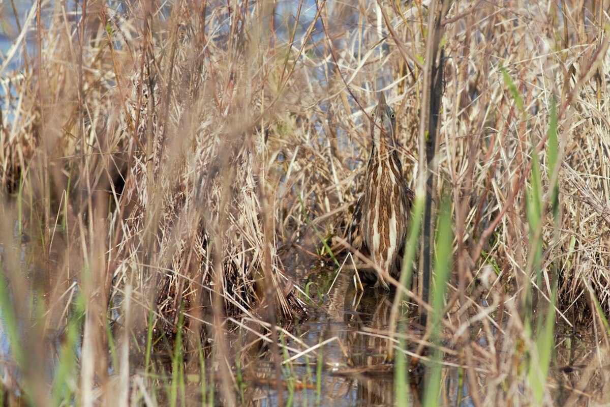 New Jersey eBird Checklist - 24 Apr 2023 - Negri-Nepote Grasslands - 10