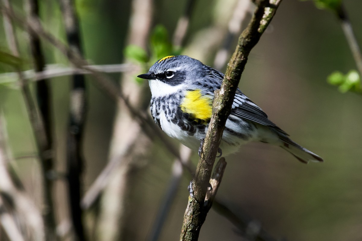 Yellow-rumped Warbler - Charlie Shields