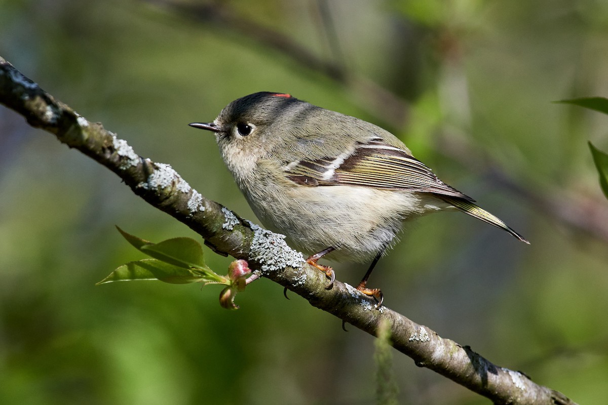 Ruby-crowned Kinglet - Charlie Shields