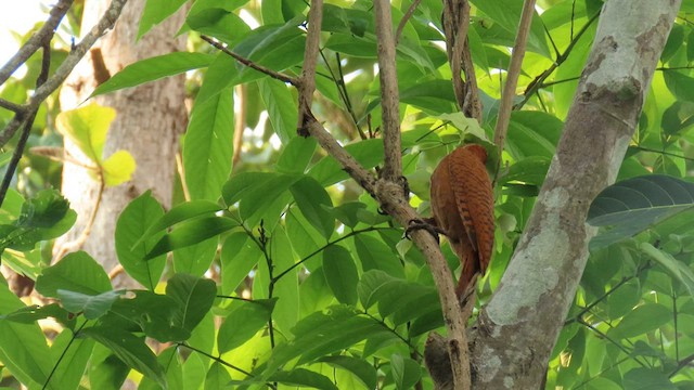 Rufous Woodpecker - ML562218061