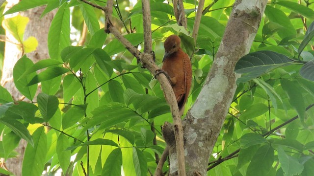 Rufous Woodpecker - ML562218081