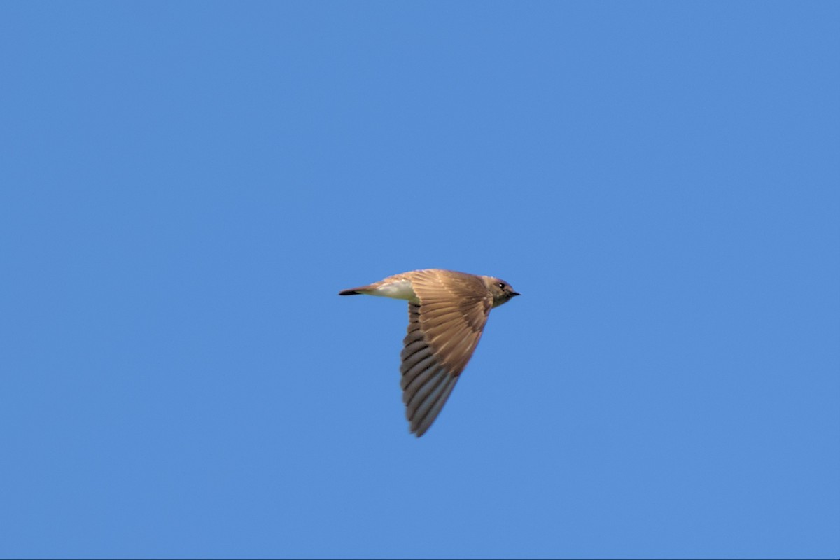 Northern Rough-winged Swallow - ML562222821