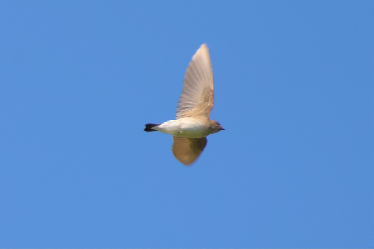 Northern Rough-winged Swallow - ML562222831