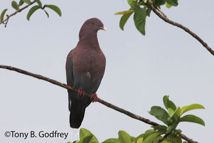 Red-billed Pigeon - Tony Godfrey