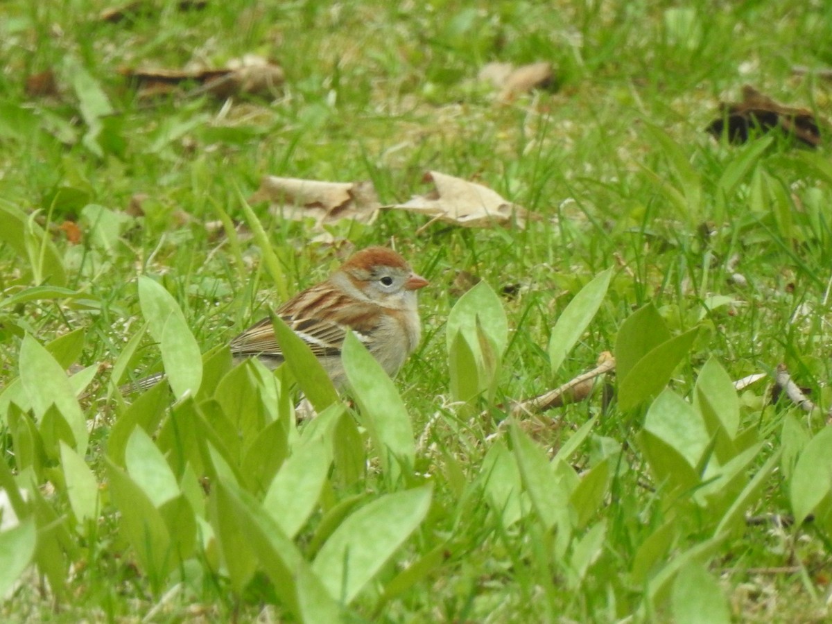 Field Sparrow - ML562226771