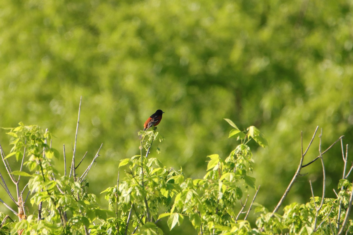 Orchard Oriole - ML562230221