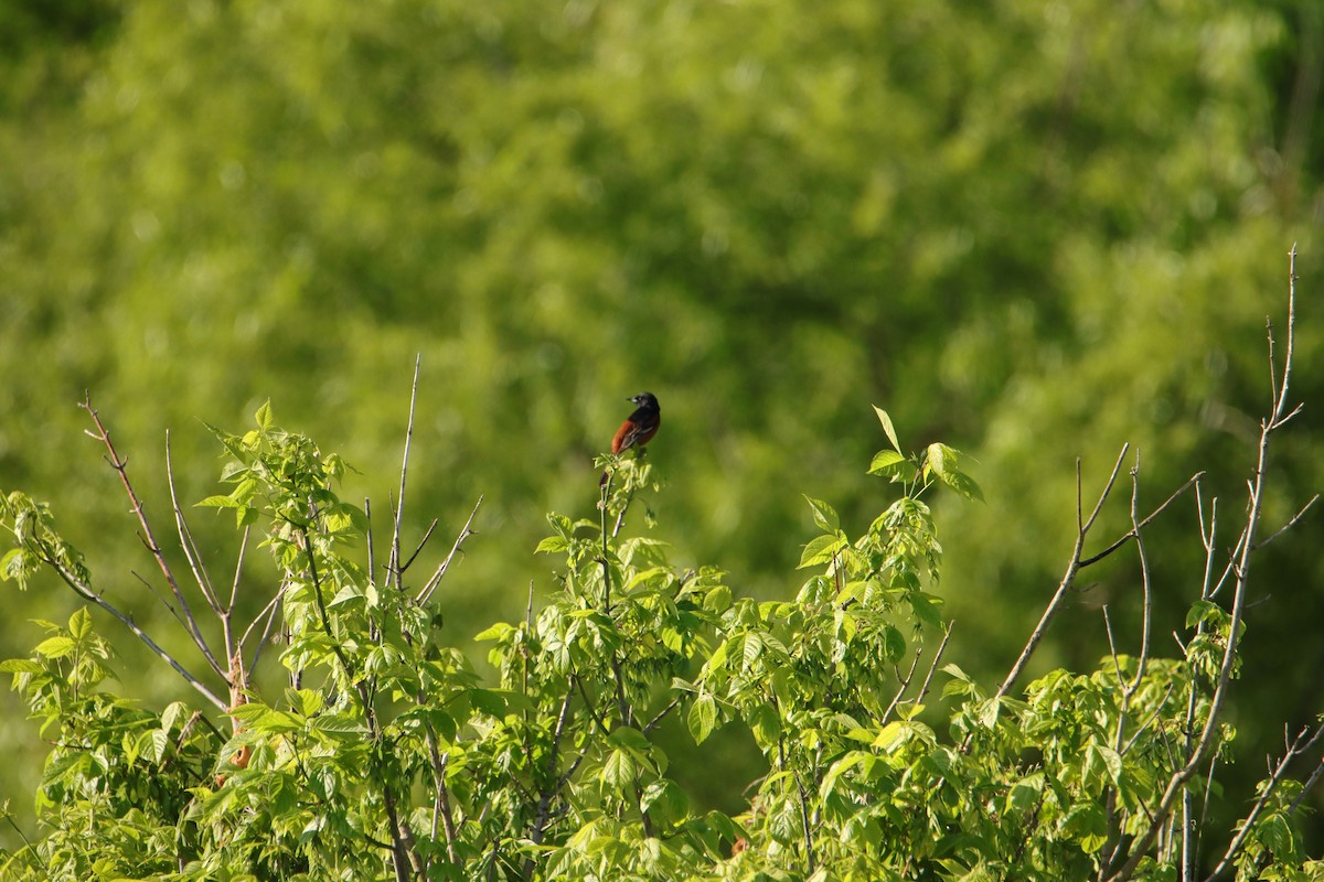 Orchard Oriole - ML562230231