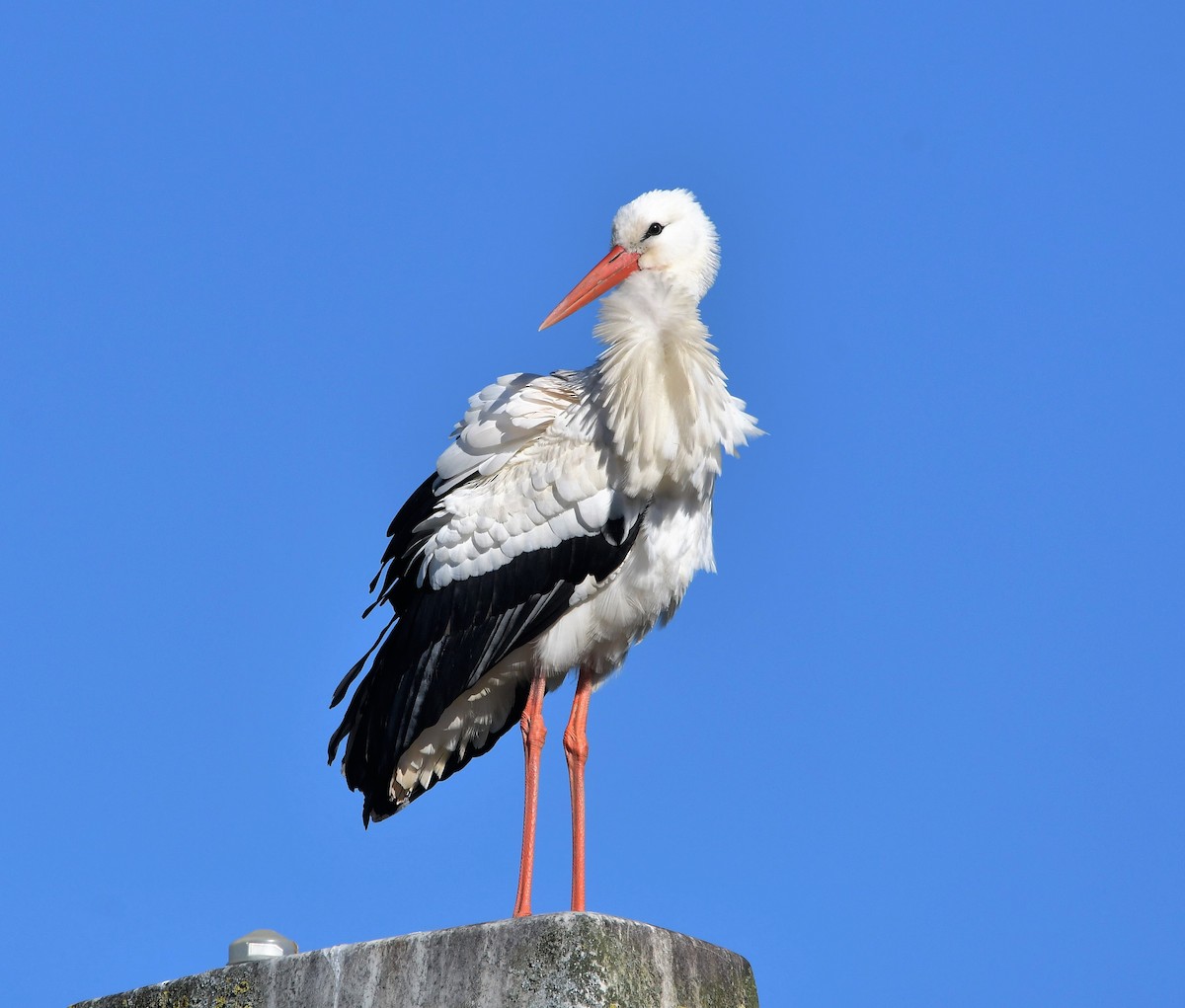 White Stork - ML562230891