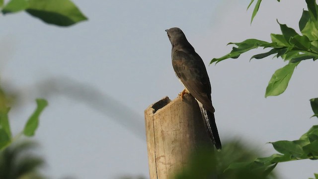 Gray-bellied Cuckoo - ML562231151