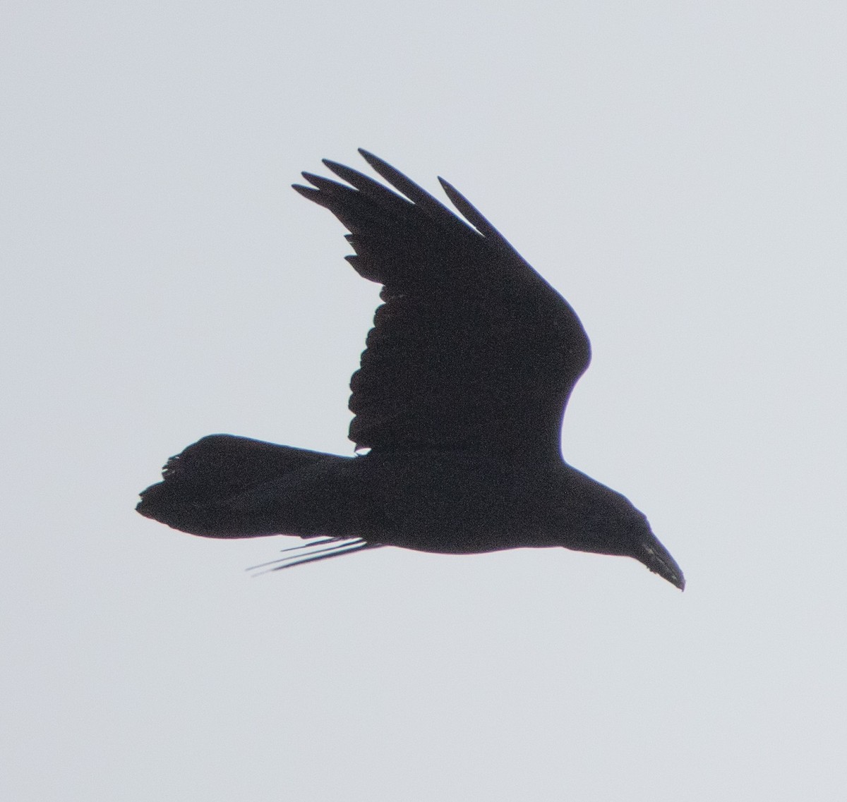 Common Raven - ML562232681