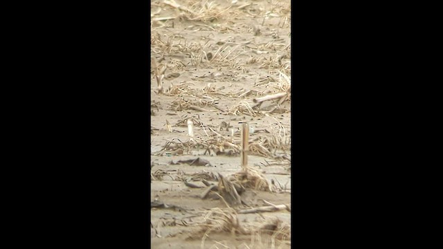 konipas bílý (ssp. ocularis) - ML562236141